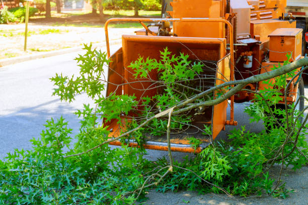 Trusted Adrian, MI Tree Care Services Experts