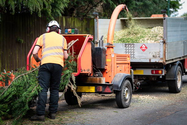 Tree Care Services