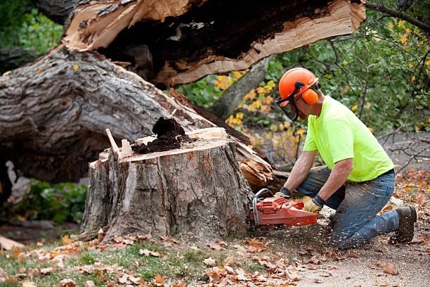  Adrian, MI Tree Care Services Pros